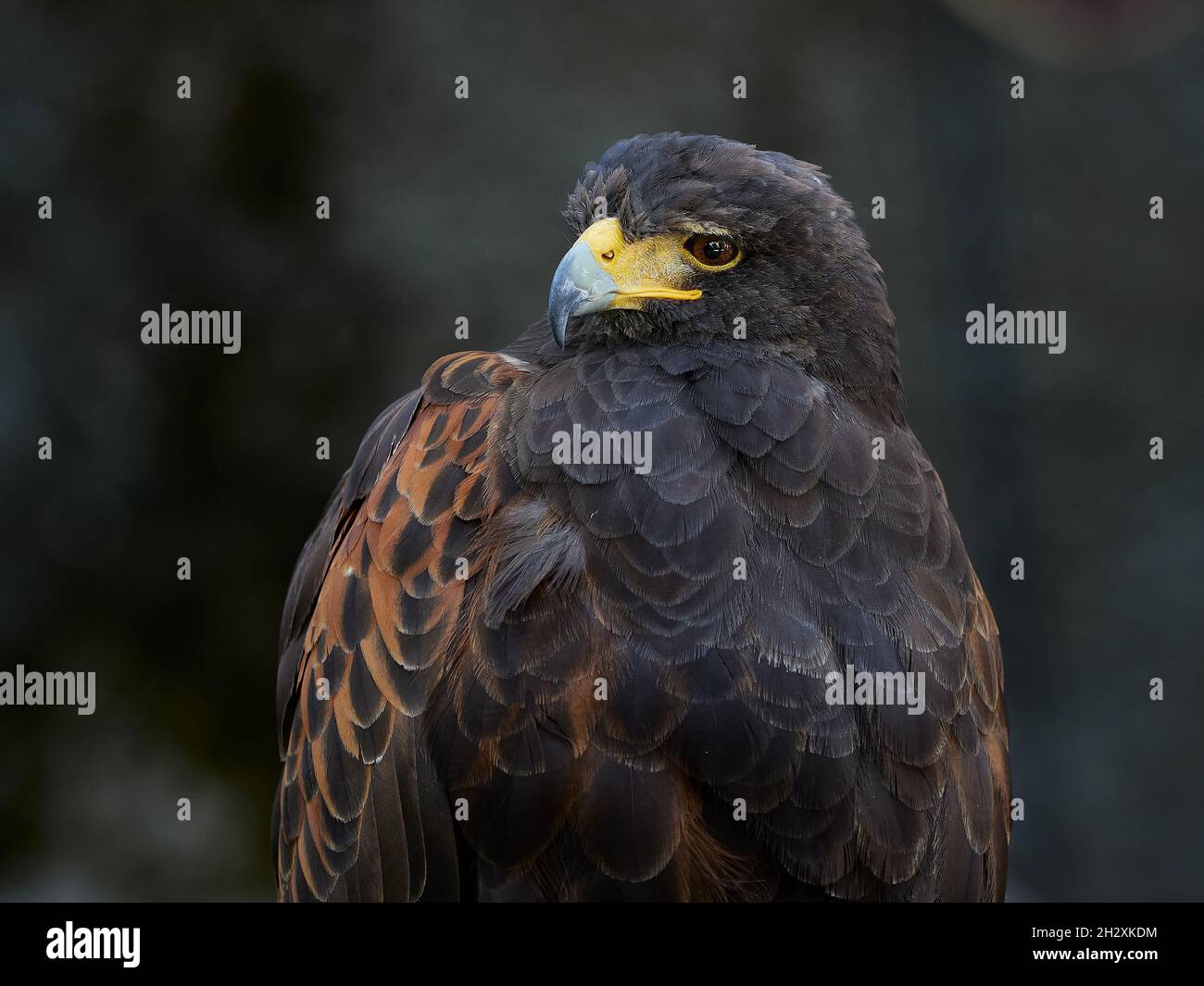 Adler porträtieren das wilde Leben Stockfoto