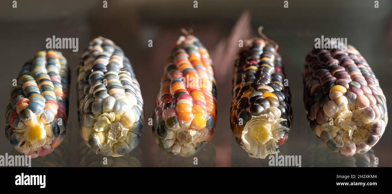 Makrofoto von Zea Mays Edelstein-Glas-Maiskolben mit regenbogenfarbenen Körnern, gewachsen auf einer Zuteilung in London, Großbritannien. Stockfoto