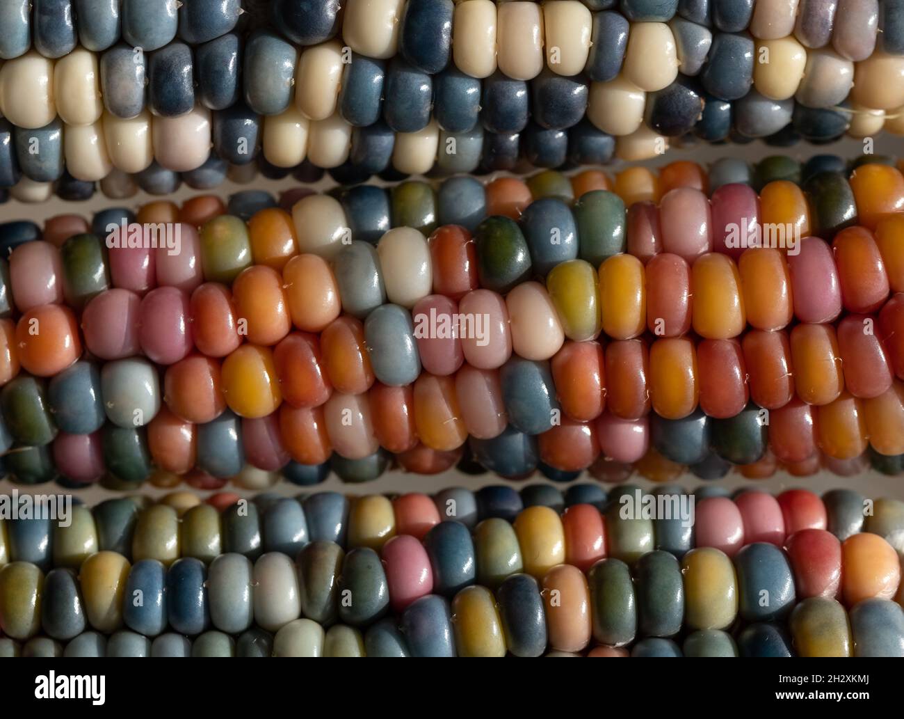 Makrofoto von Zea Mays Edelstein-Glas-Maiskolben mit regenbogenfarbenen Körnern, gewachsen auf einer Zuteilung in London, Großbritannien. Stockfoto