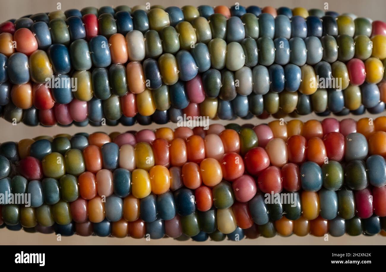 Makrofoto von Zea Mays Edelstein-Glas-Maiskolben mit regenbogenfarbenen Körnern, gewachsen auf einer Zuteilung in London, Großbritannien. Stockfoto