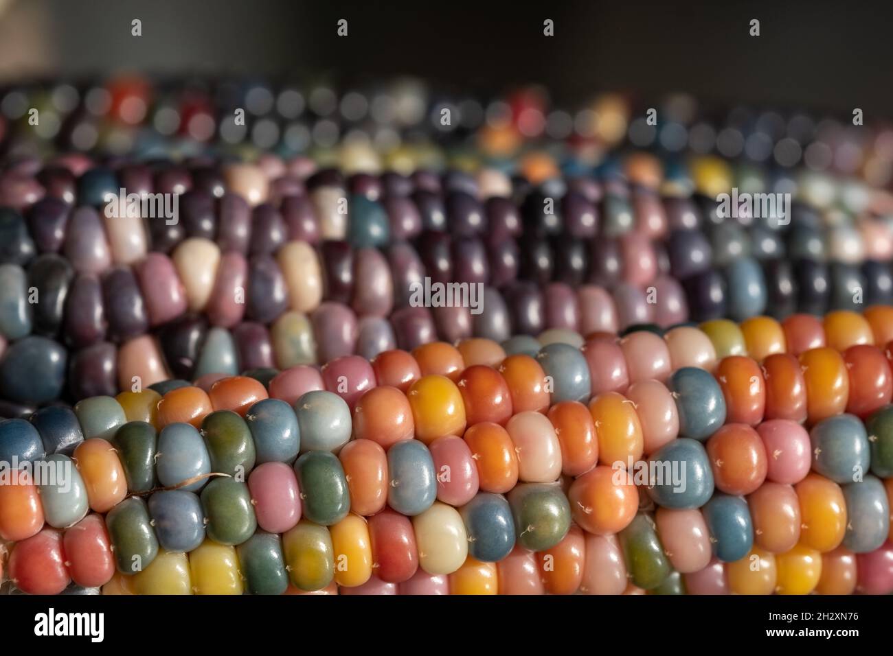 Makrofoto von Zea Mays Edelstein-Glas-Maiskolben mit regenbogenfarbenen Körnern, gewachsen auf einer Zuteilung in London, Großbritannien. Stockfoto