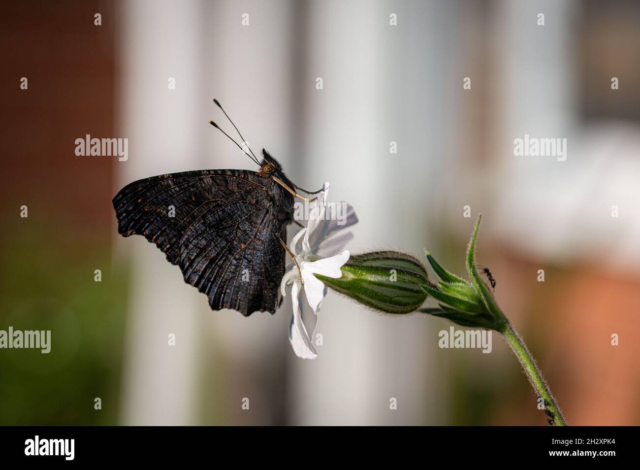 Neu aufgetauchte Pfauenschmetterling, der auf einer weißen Blume ruht Stockfoto
