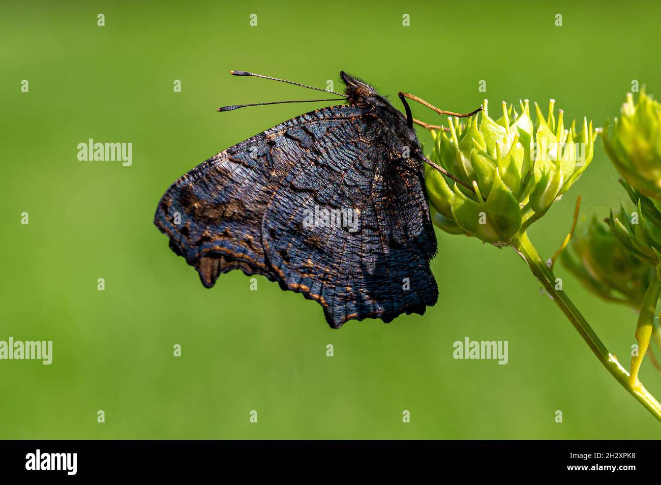 Neu aufgetauchte Pfauenschmetterling, der auf einer weißen Blume ruht Stockfoto