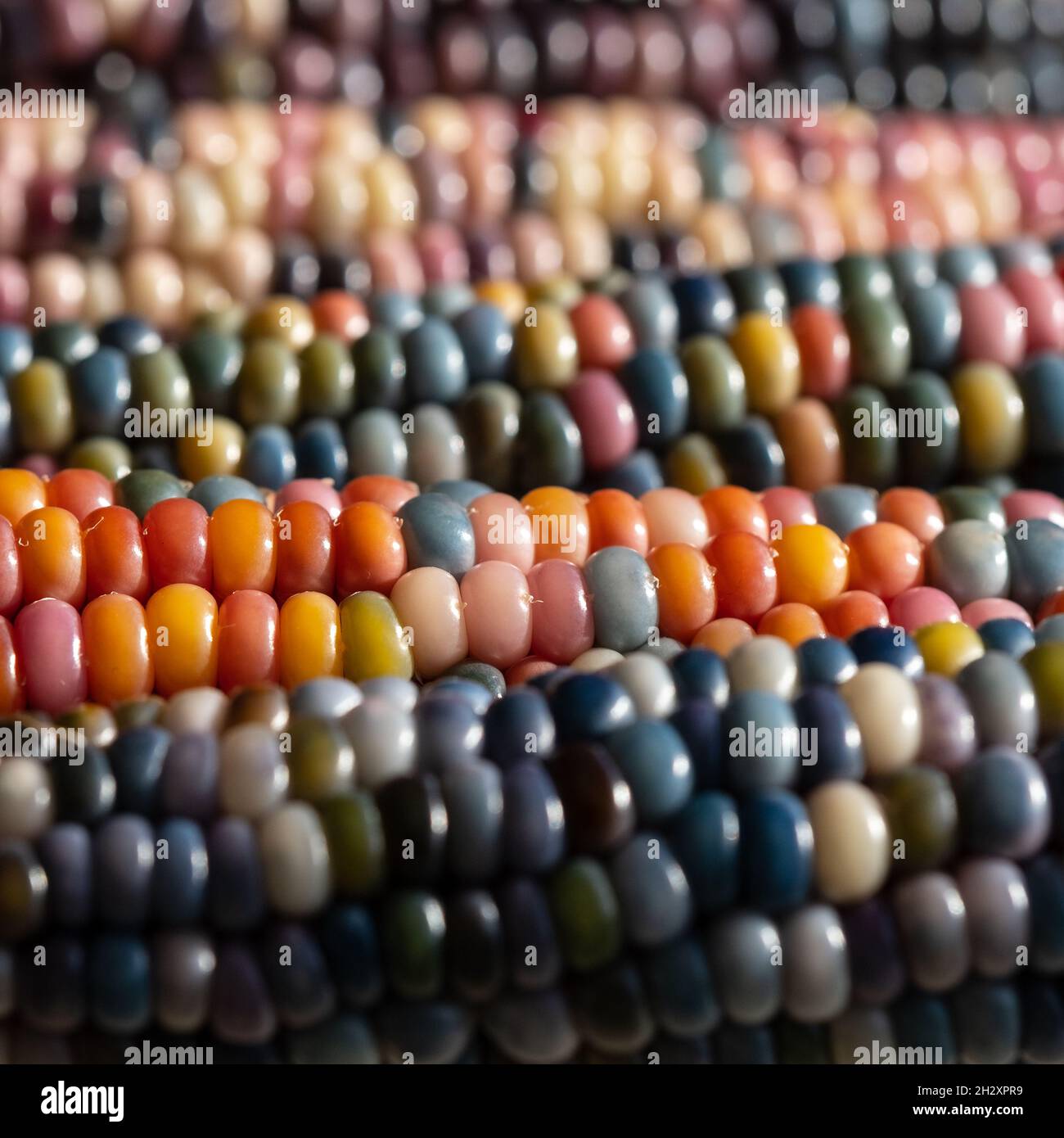 Makrofoto von Zea Mays Edelstein-Glas-Maiskolben mit regenbogenfarbenen Körnern, gewachsen auf einer Zuteilung in London, Großbritannien. Stockfoto