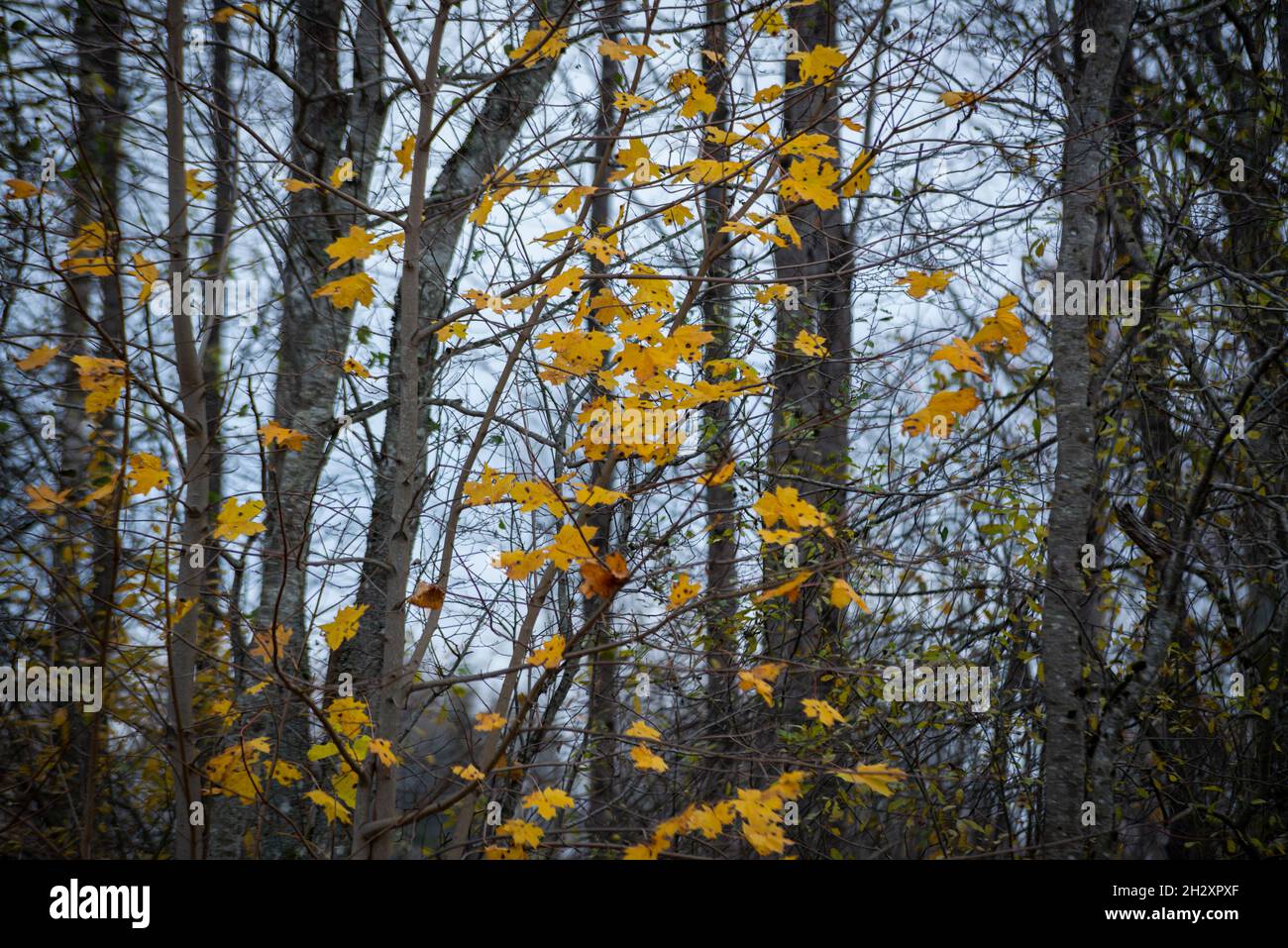 Gelbe Herbstbirkenblätter mit schwarzen Flecken in einem Wald aus verwelkten Bäumen. Stockfoto