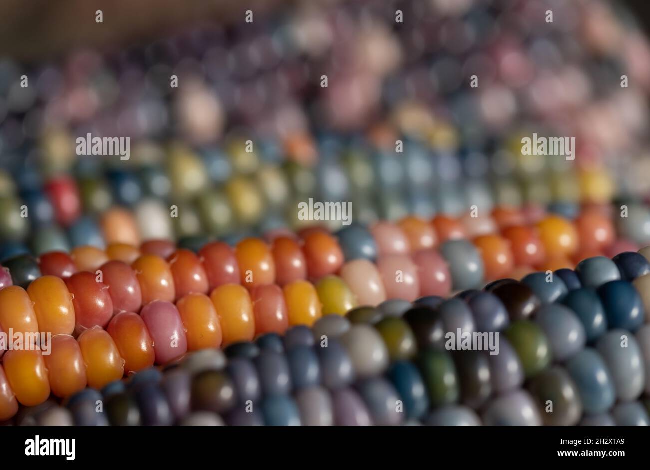 Makrofoto von Zea Mays Edelstein-Glas-Maiskolben mit regenbogenfarbenen Körnern, gewachsen auf einer Zuteilung in London, Großbritannien. Stockfoto