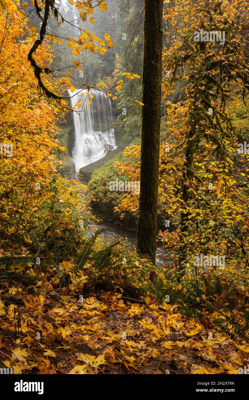 Lebendiges Herbstlaub und Herbstblätter mit einem wunderschönen Wasserfall im üppigen Wald von Oregon Stockfoto