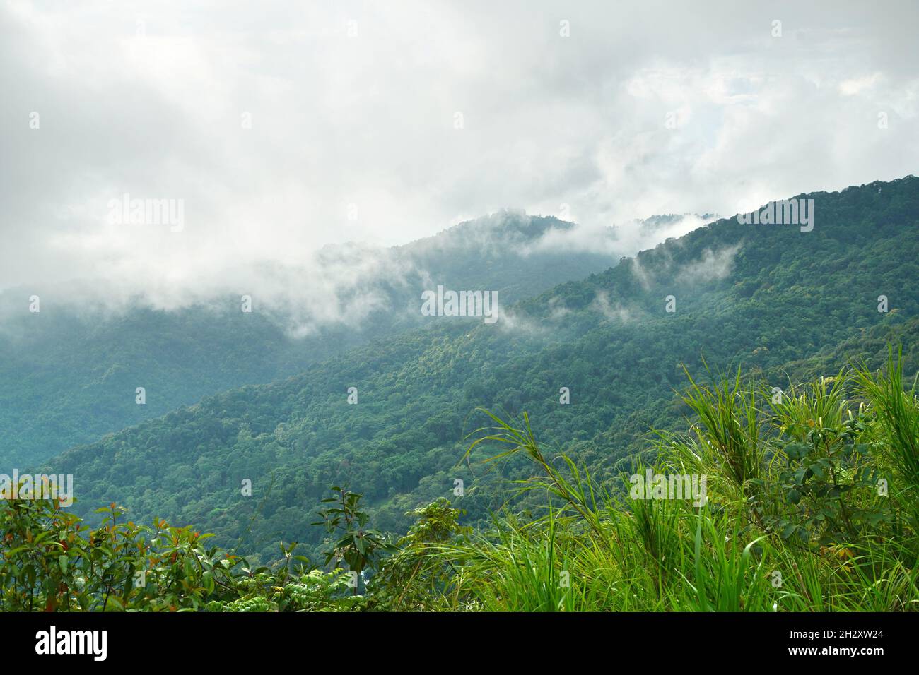 Nebel auf dem Berg Doi Suthep in chiang Mai, Thailand Stockfoto