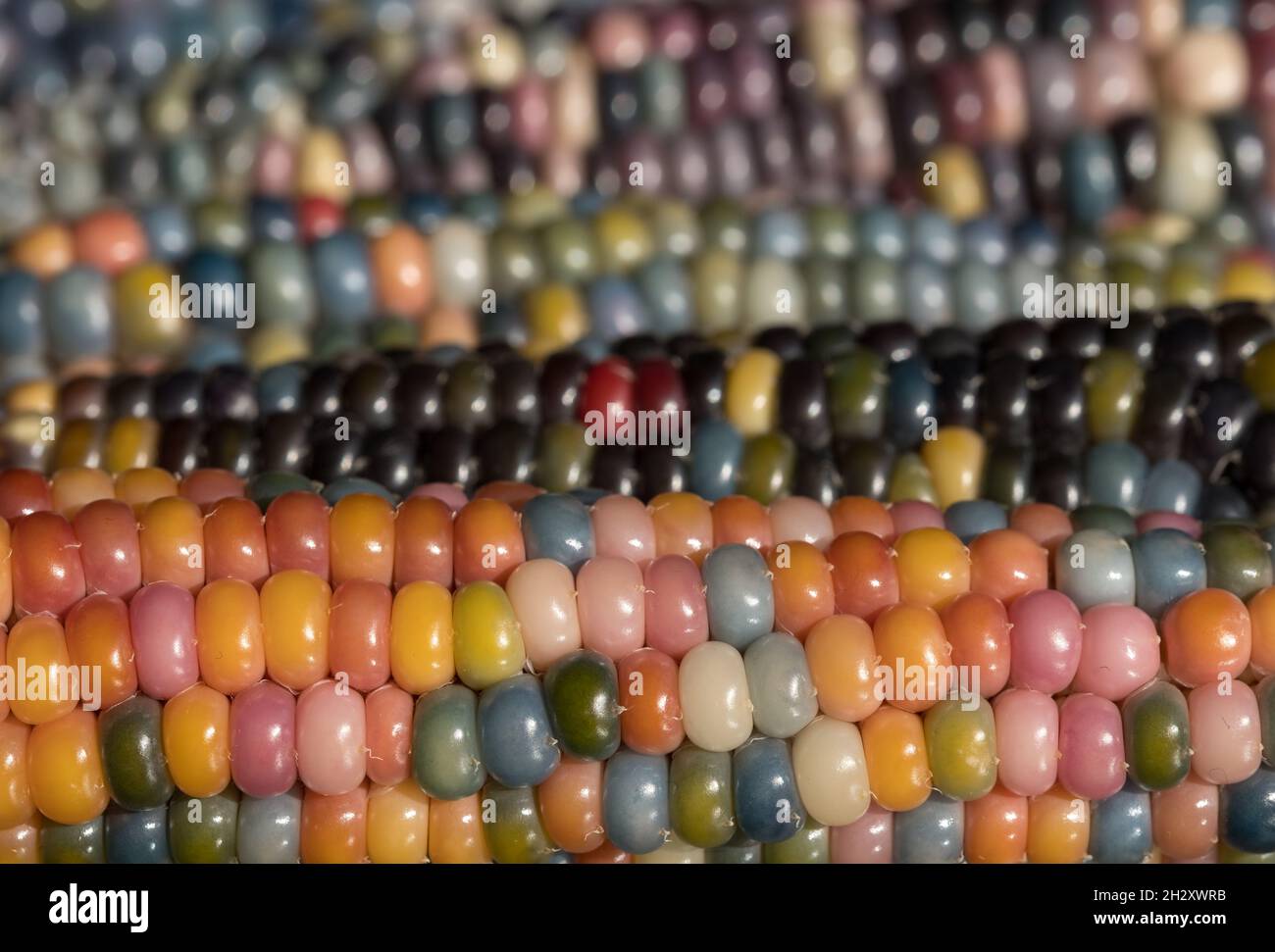 Makrofoto von Zea Mays Edelstein-Glas-Maiskolben mit regenbogenfarbenen Körnern, gewachsen auf einer Zuteilung in London, Großbritannien. Stockfoto