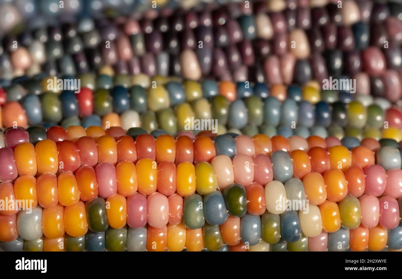 Makrofoto von Zea Mays Edelstein-Glas-Maiskolben mit regenbogenfarbenen Körnern, gewachsen auf einer Zuteilung in London, Großbritannien. Stockfoto