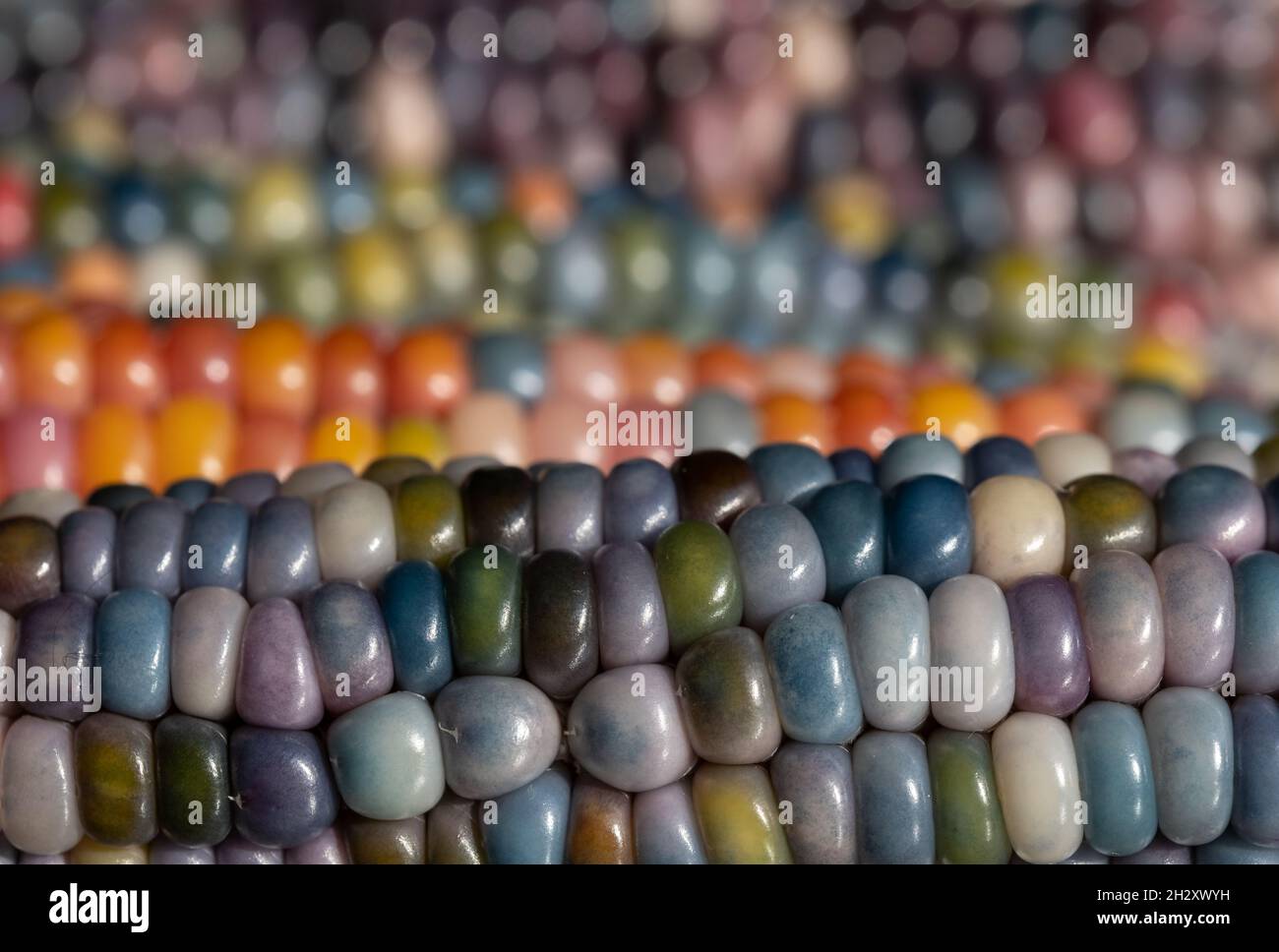 Makrofoto von Zea Mays Edelstein-Glas-Maiskolben mit regenbogenfarbenen Körnern, gewachsen auf einer Zuteilung in London, Großbritannien. Stockfoto