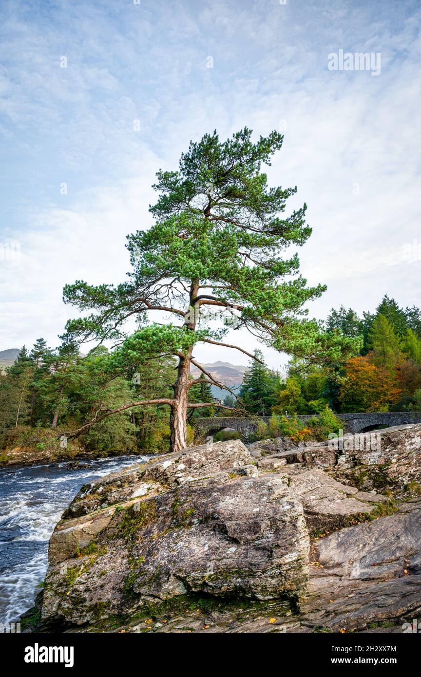 Eine kleine Kiefer, die aus einem Felsen in der Nähe der Fälle von Dochart in den schottischen Highlands wächst Stockfoto