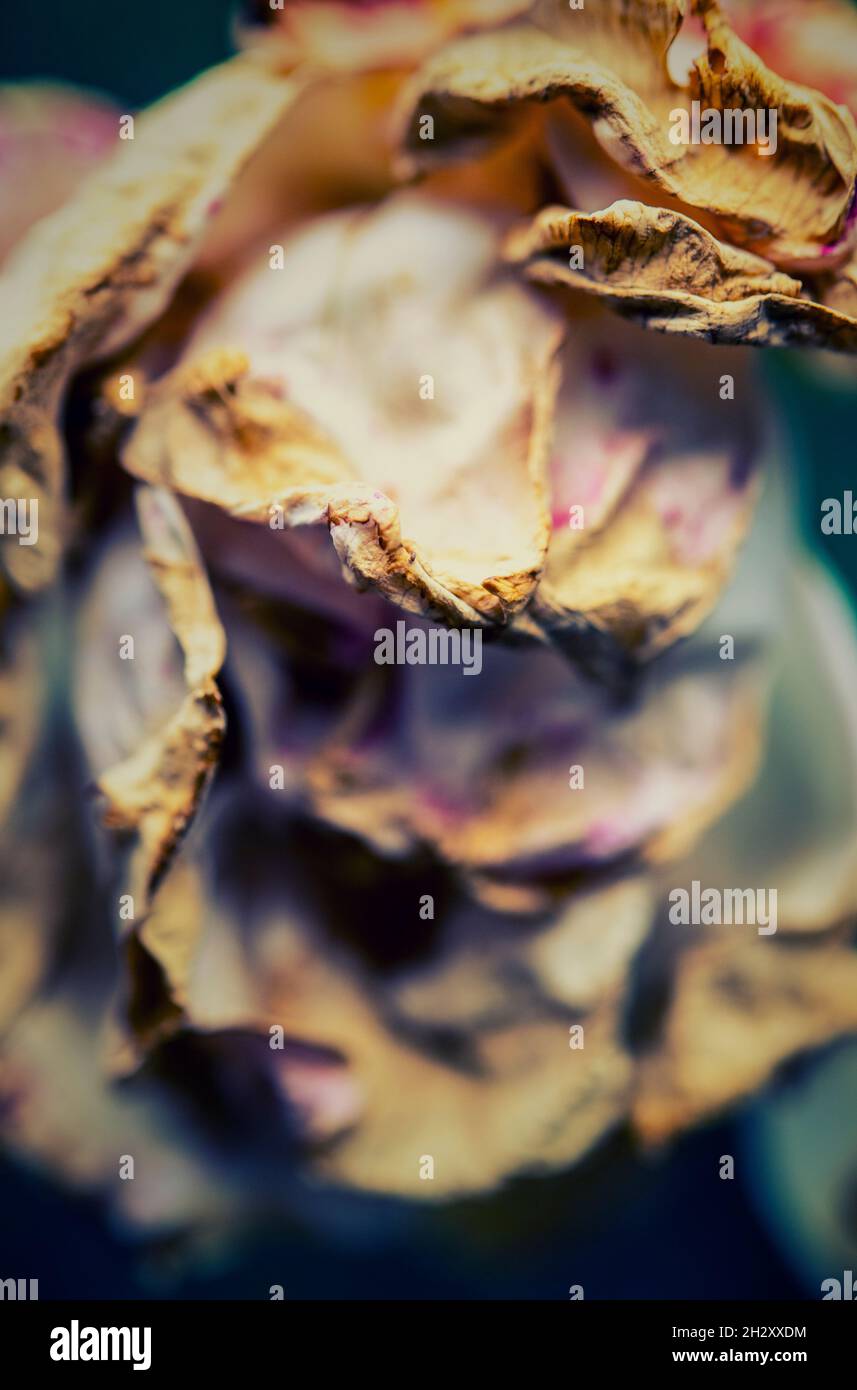 Nahaufnahme einer welkenden Rose Stockfoto