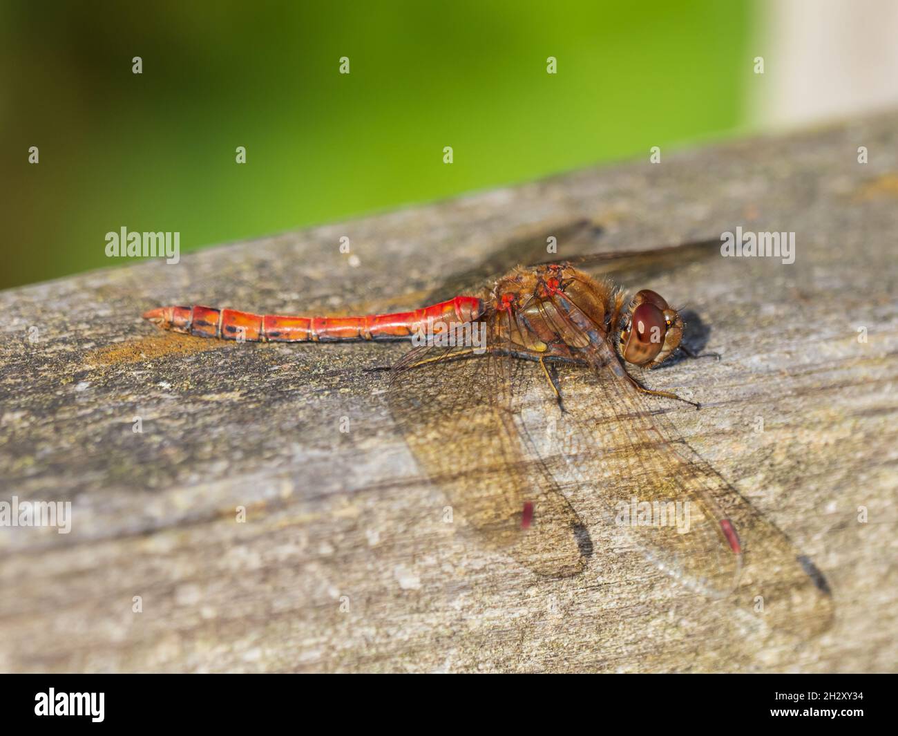 Sympetrum striolatum, die gemeine Darter-Dragonfly, ruht auf einem Zaun bei RSPB Titchwell Marsh, Norfolk, Großbritannien. Stockfoto