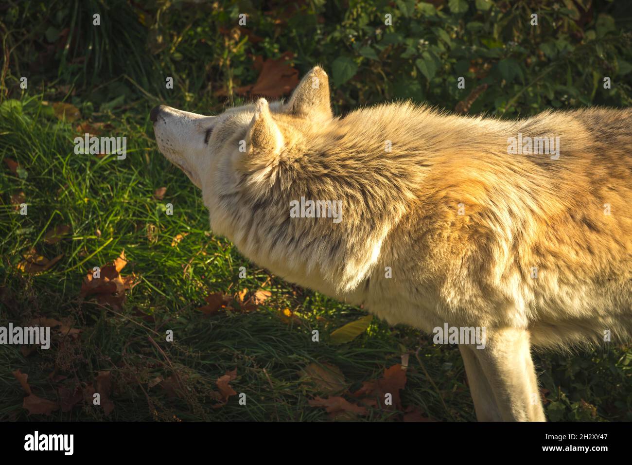 Weißer Wolf in Sonnenuntergang Lichter Hintergrund Profil Porträt Nahaufnahme Hals Ansicht Stockfoto