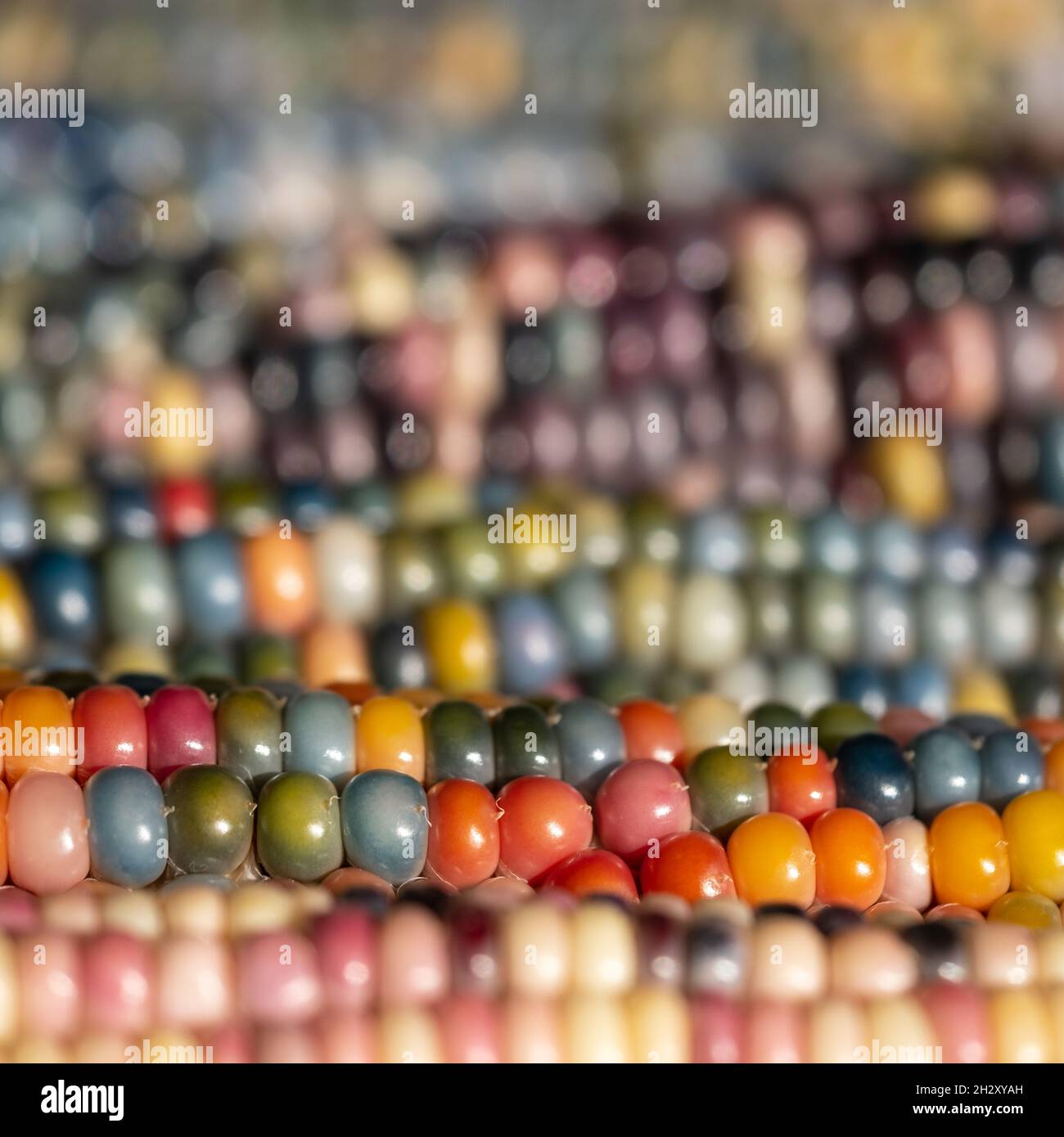 Makrofoto von Zea Mays Edelstein-Glas-Maiskolben mit regenbogenfarbenen Körnern, gewachsen auf einer Zuteilung in London, Großbritannien. Stockfoto