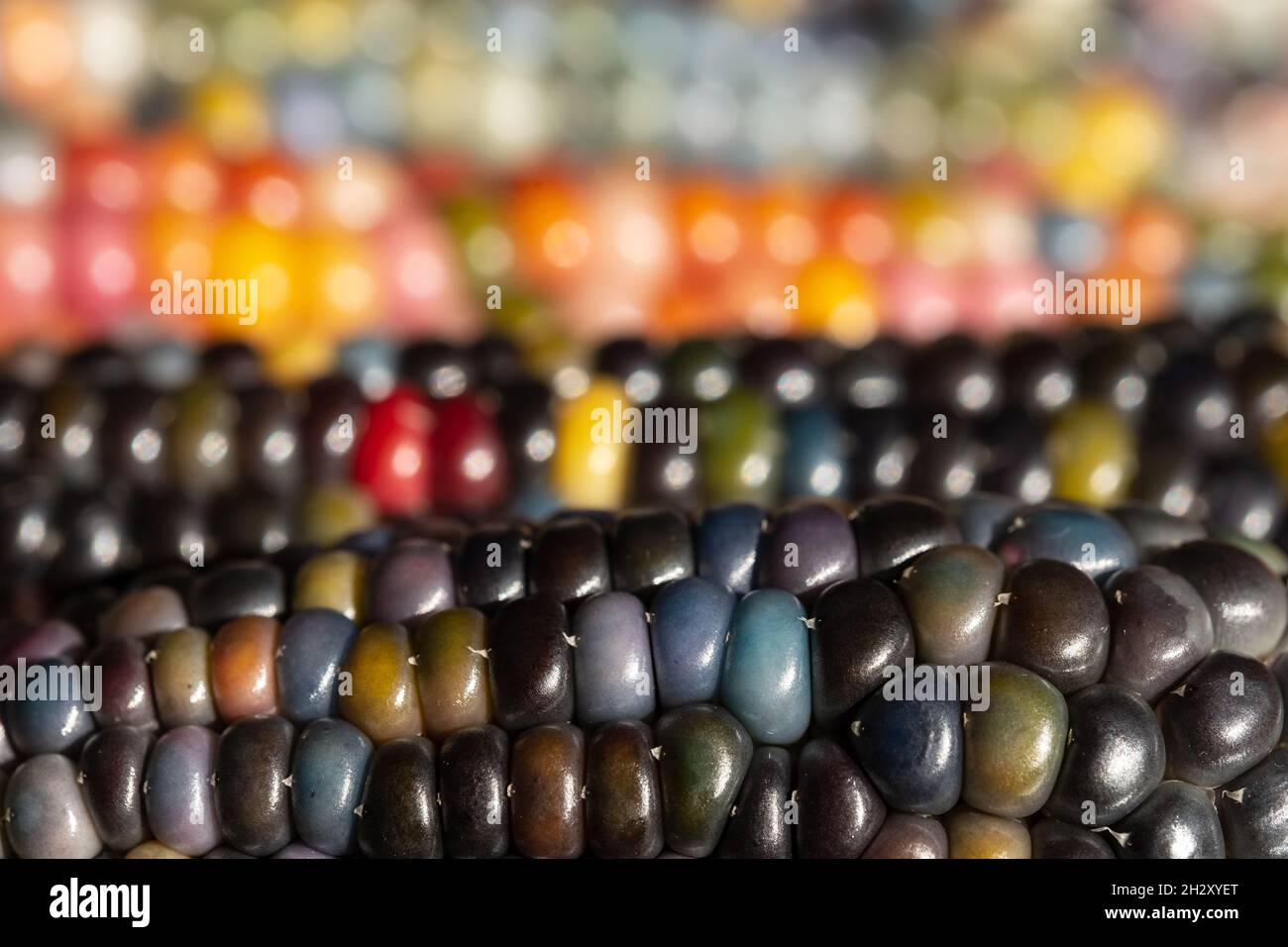 Makrofoto von Zea Mays Edelstein-Glas-Maiskolben mit regenbogenfarbenen Körnern, gewachsen auf einer Zuteilung in London, Großbritannien. Stockfoto