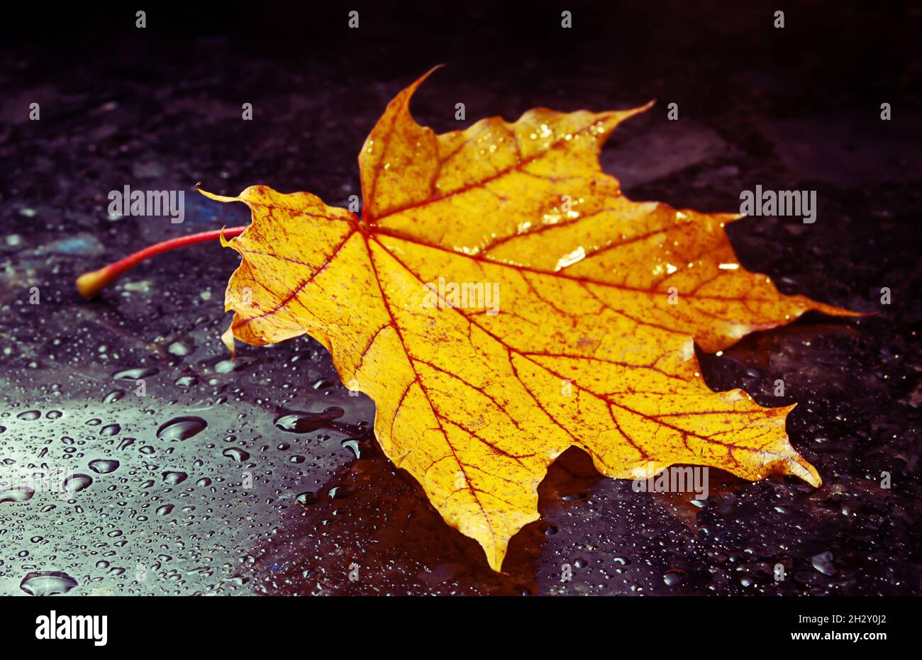 Herbstlich gelbes Blatt liegt auf der dunkel polierten Marmoroberfläche mit Wassertropfen Stockfoto
