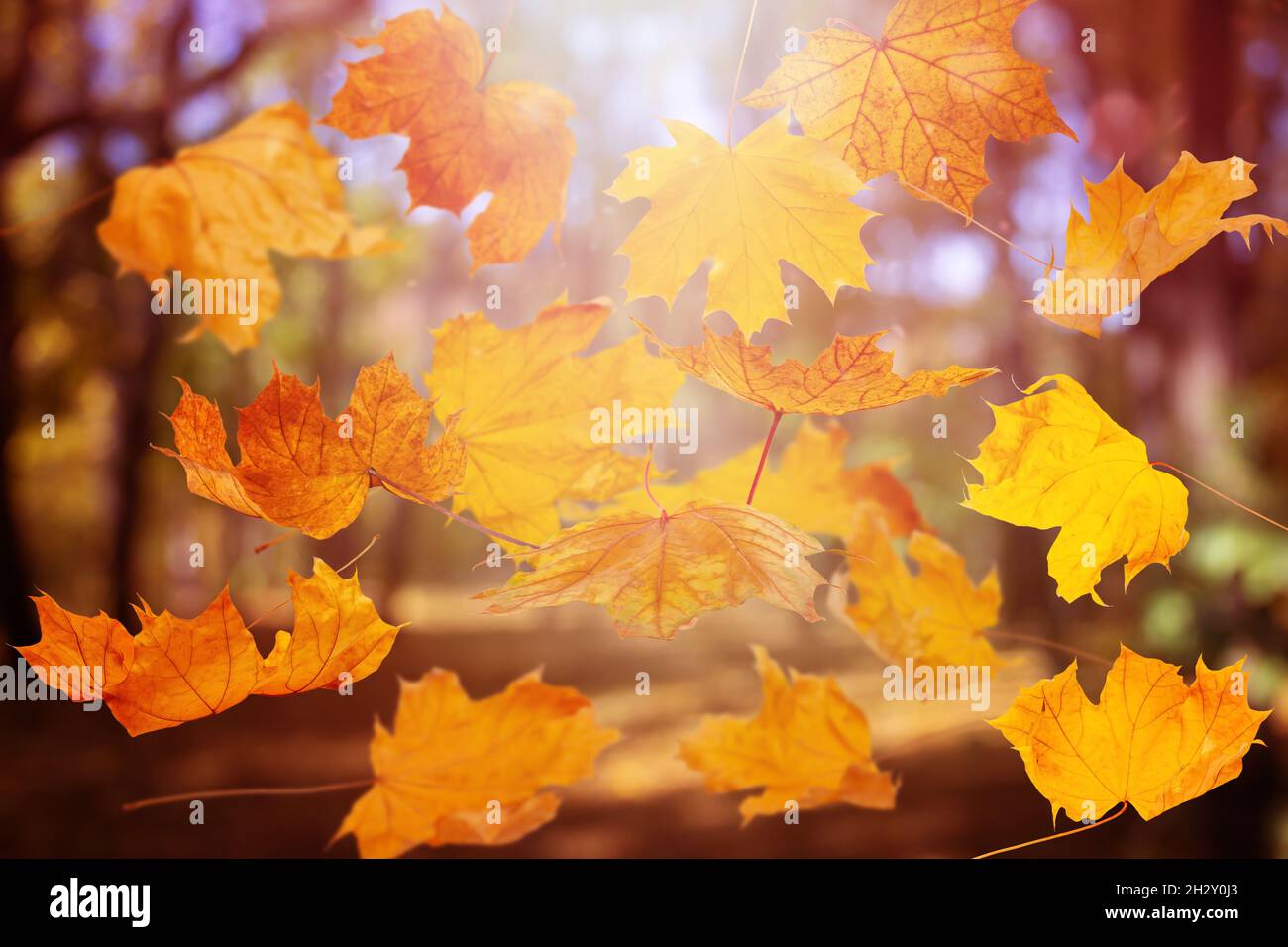 Fallender Herbst-Yelow-Blätter auf dem natürlichen Hintergrund des verblurten Waldes Stockfoto