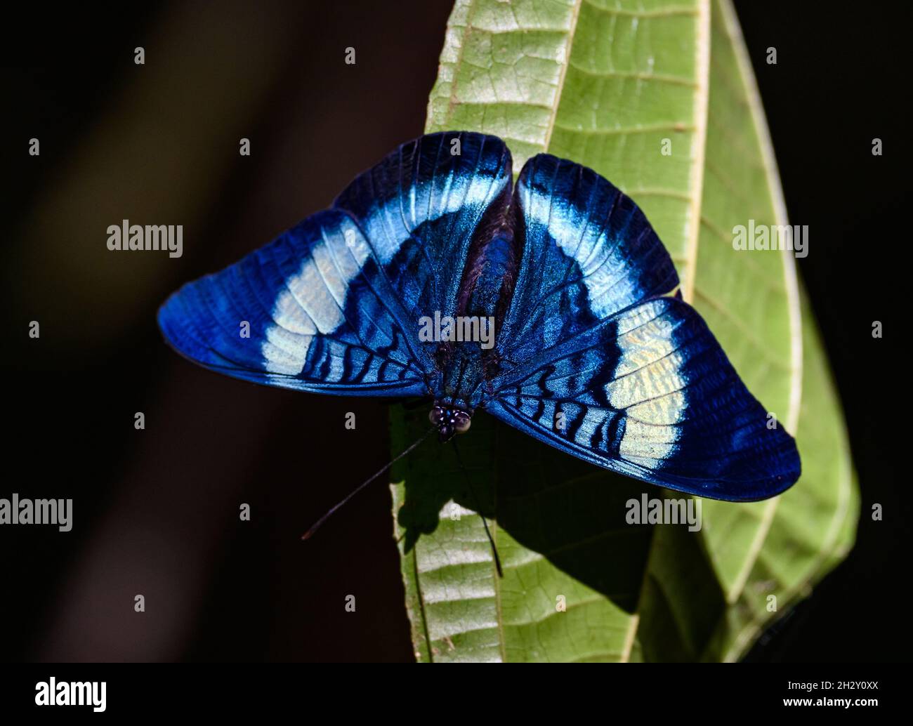 Ein schöner Schmetterling Königin Flasher (Penacea regina) auf einem Blatt. Peruanischer Amazonas, Nationalpark Manu, Madre de Dios, Peru. Stockfoto