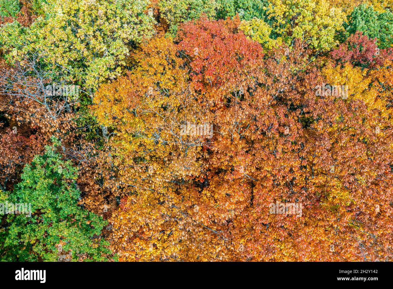Luftaufnahme von oben nach unten Landschaft von schönen bunten Herbstwald Stockfoto