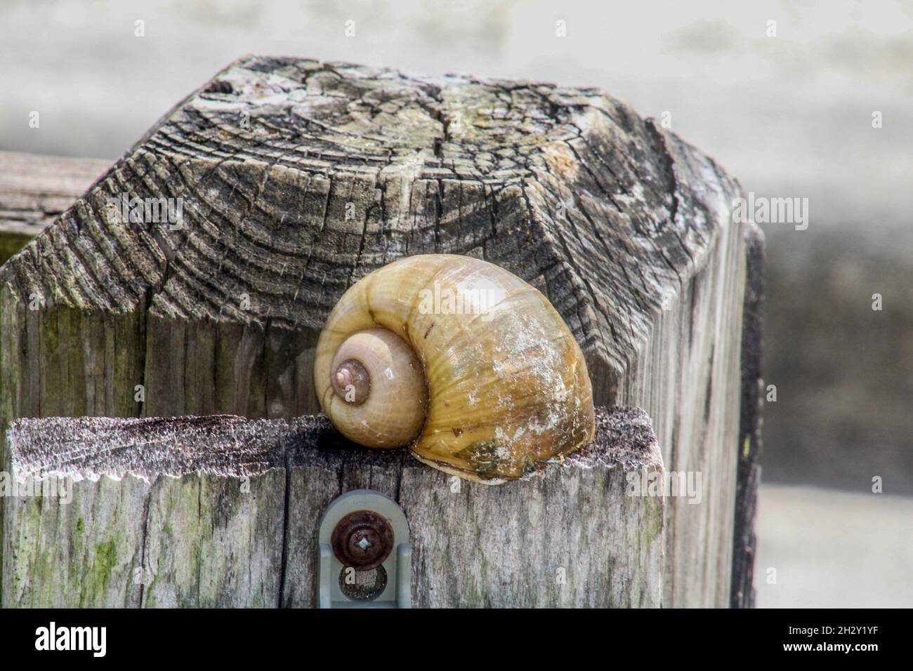 Sumpf deckelschnecken Fotos und Bildmaterial in hoher Auflösung Alamy