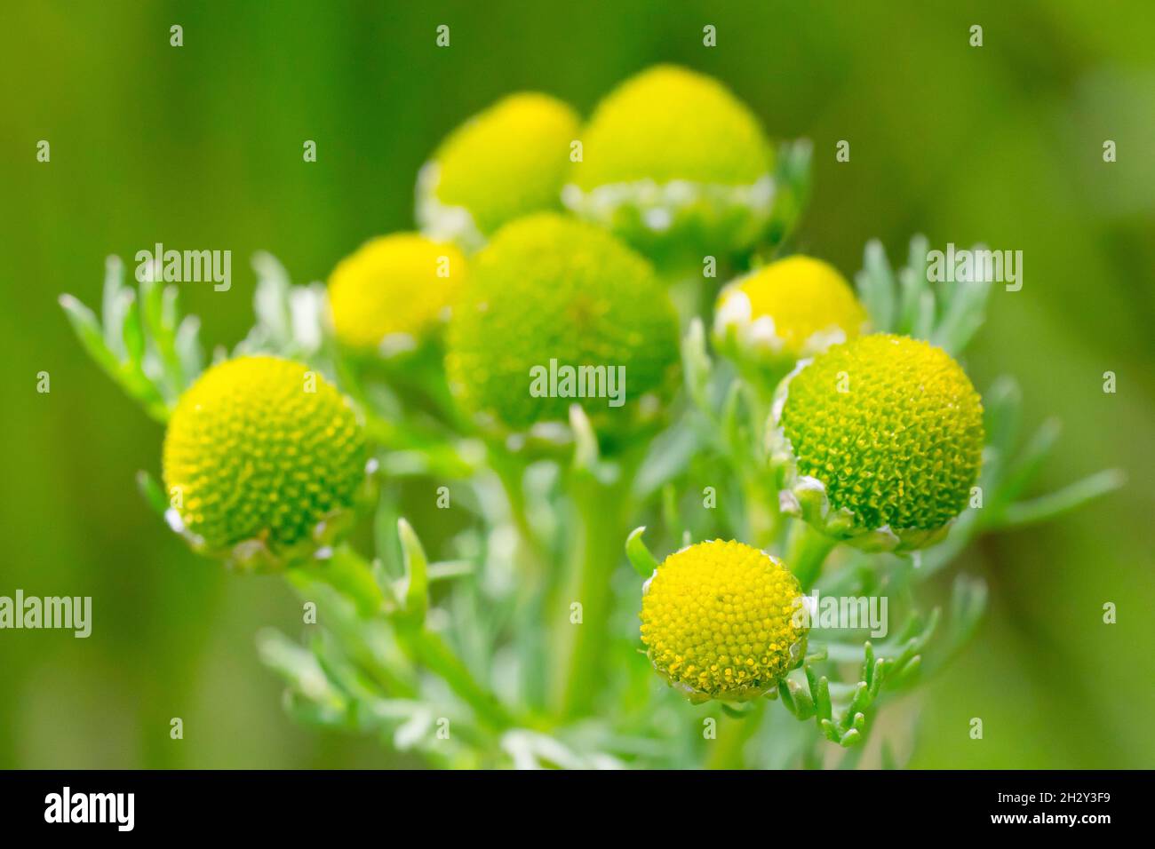 Pineappleweed (matricaria matricarioides), auch bekannt als Ananas-Mayweed, zeigt eine Gruppe von Blütenblättern der Pflanze. Stockfoto