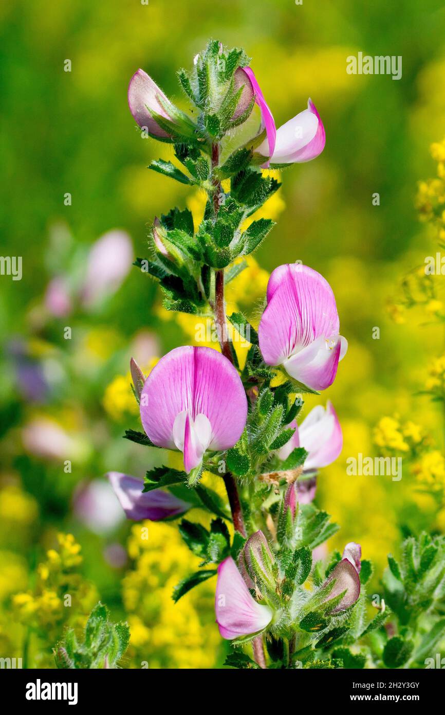 Der Restharrow (onis repens), Nahaufnahme eines aufrecht blühenden Astes der niedrig wachsenden Pflanze vor dem Hintergrund von Lady's Bedstraw (galium verum). Stockfoto