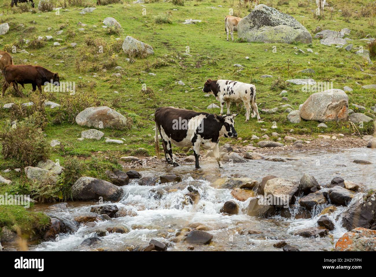 Herde Kühe grasen in einer hohen Bergschlucht und trinken Wasser aus dem Fluss Stockfoto