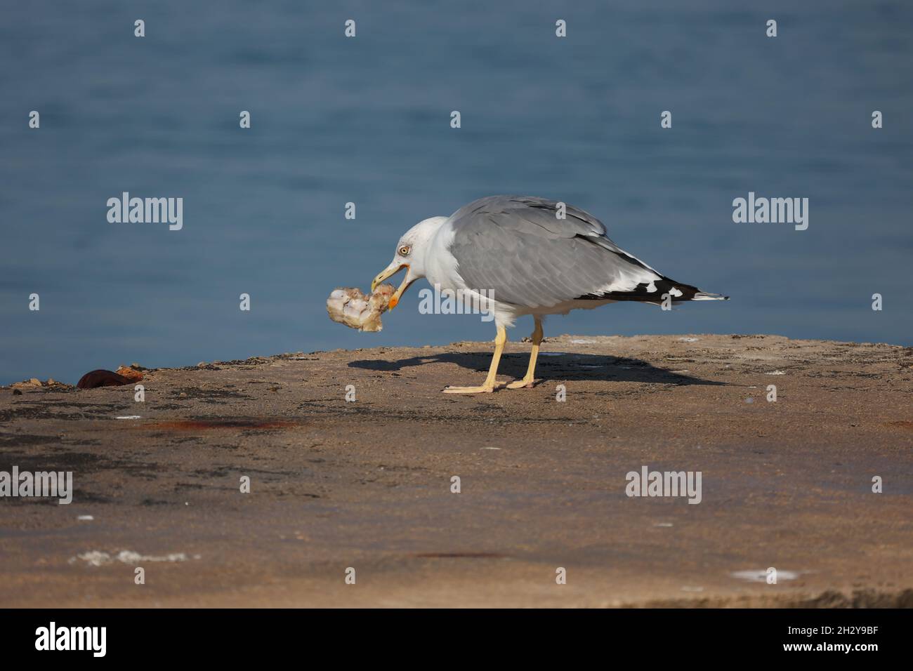Die Möwe, die ein Stück Fleisch ausstachelte Stockfoto