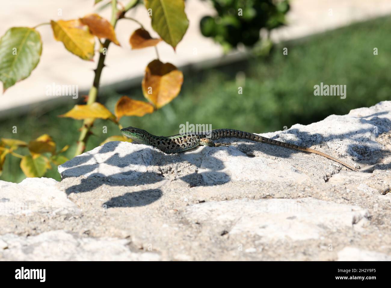 Eine grüne Eidechse sitzt auf Felsen und sonnt sich in der Sonne Stockfoto