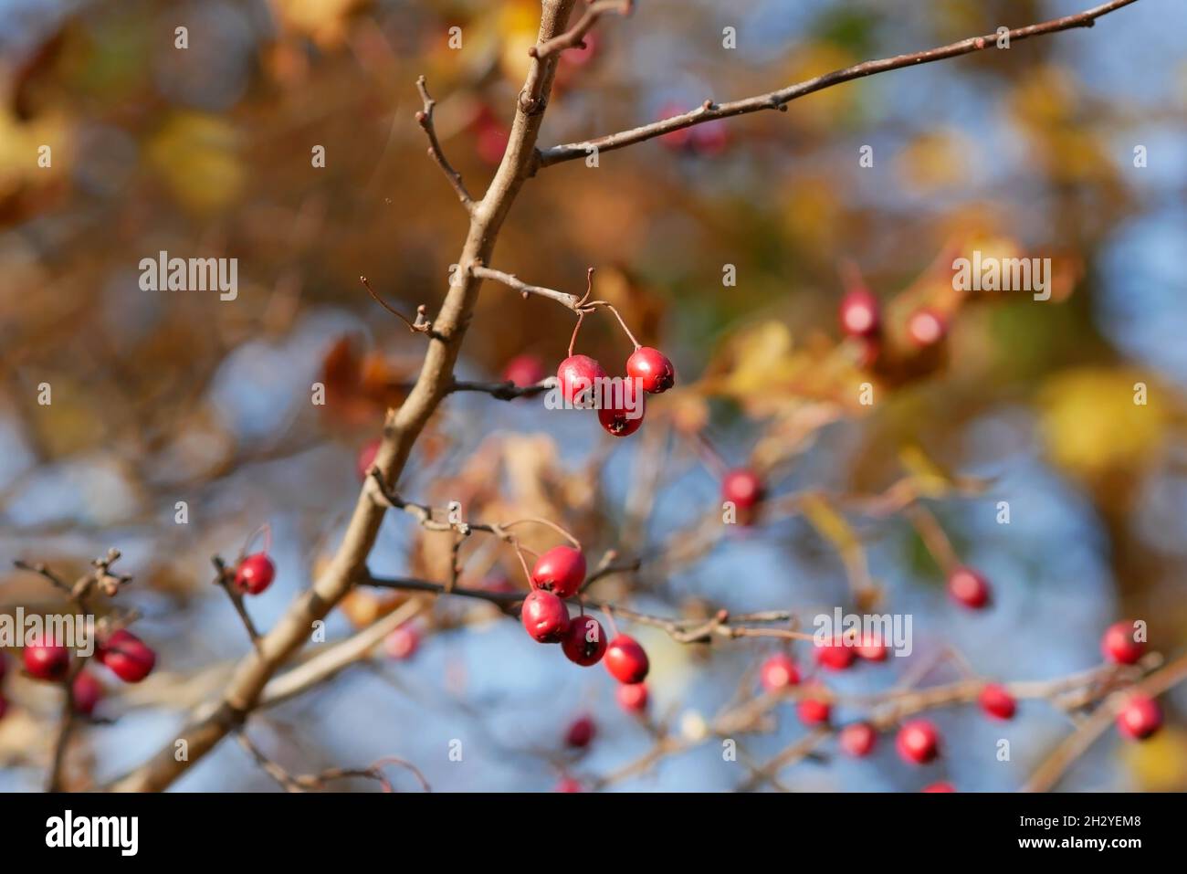 Weißdorn verzweigt sich mit den reifenden leuchtend orangefarbenen Beeren, eine Nahaufnahme horizontal. Rosaceae Famiiy. Crataegus. Wunderschöne, unscharfe Hintergrundkulisse mit Hahnentor Stockfoto