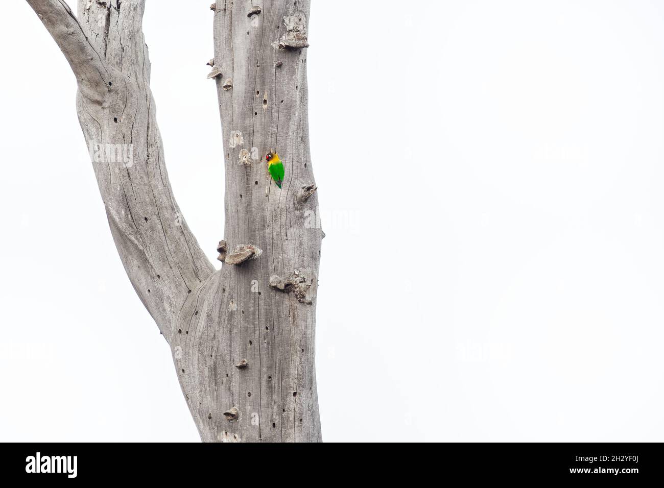 Fischers Lovebird - Agapornis fischeri kleiner Papageienvögel, grüner Rücken, Brust und Flügel, Hals sind goldgelb und aufwärts wird es dunkler orange, Stockfoto