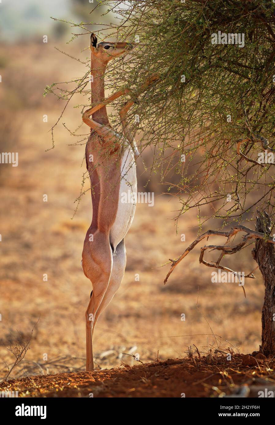 Gerenuk - Litocranius walleri auch Giraffengazelle, langhalsige Antilope in Afrika, langer, schlanker Hals und Gliedmaßen, die während der Fütterung auf Hinterbeinen stehen Stockfoto