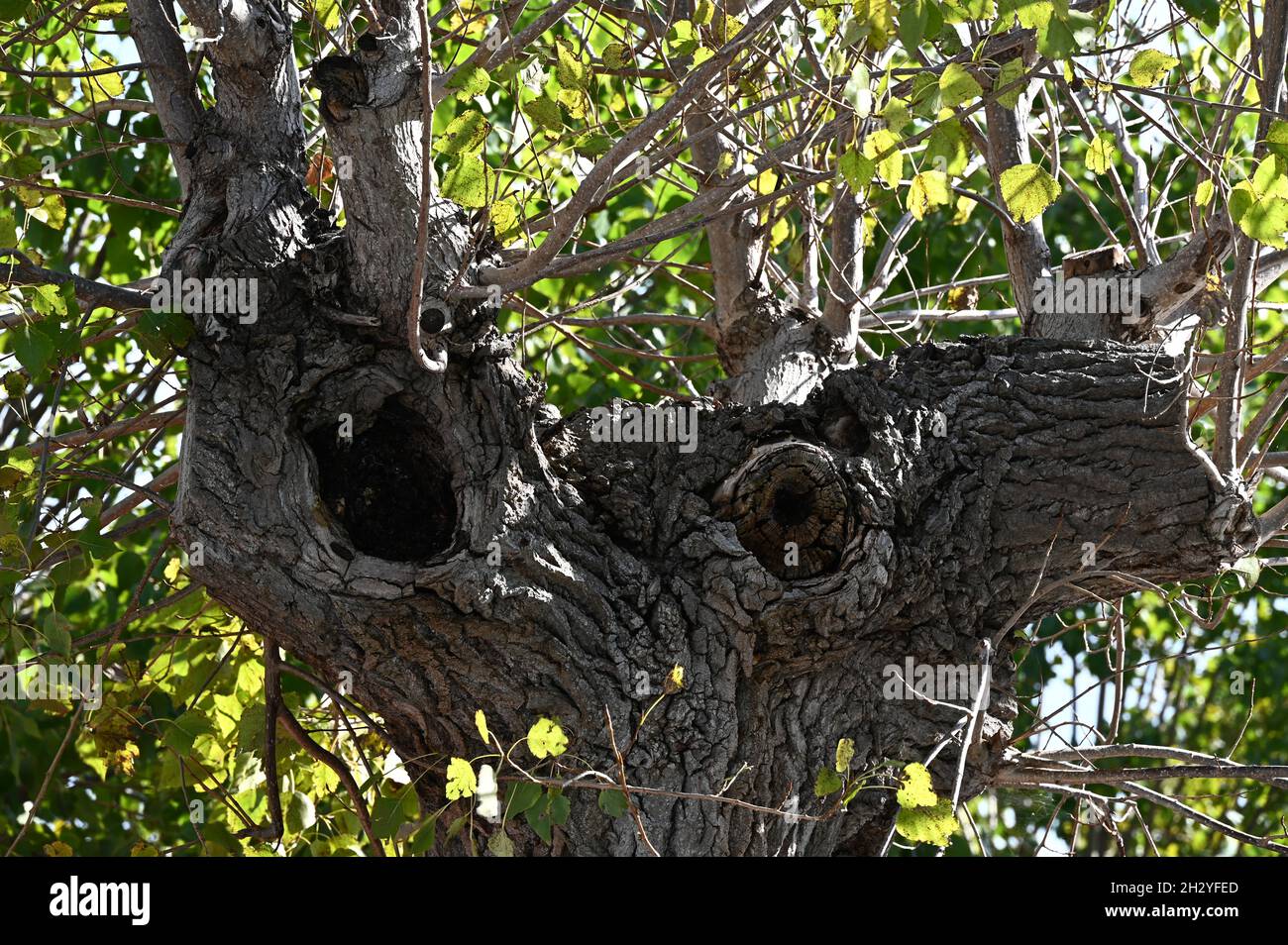 Alter Lindenbaum mit faltiger Rinde und Öffnung für einige nachtaktive Tiere, im Herbst Stockfoto