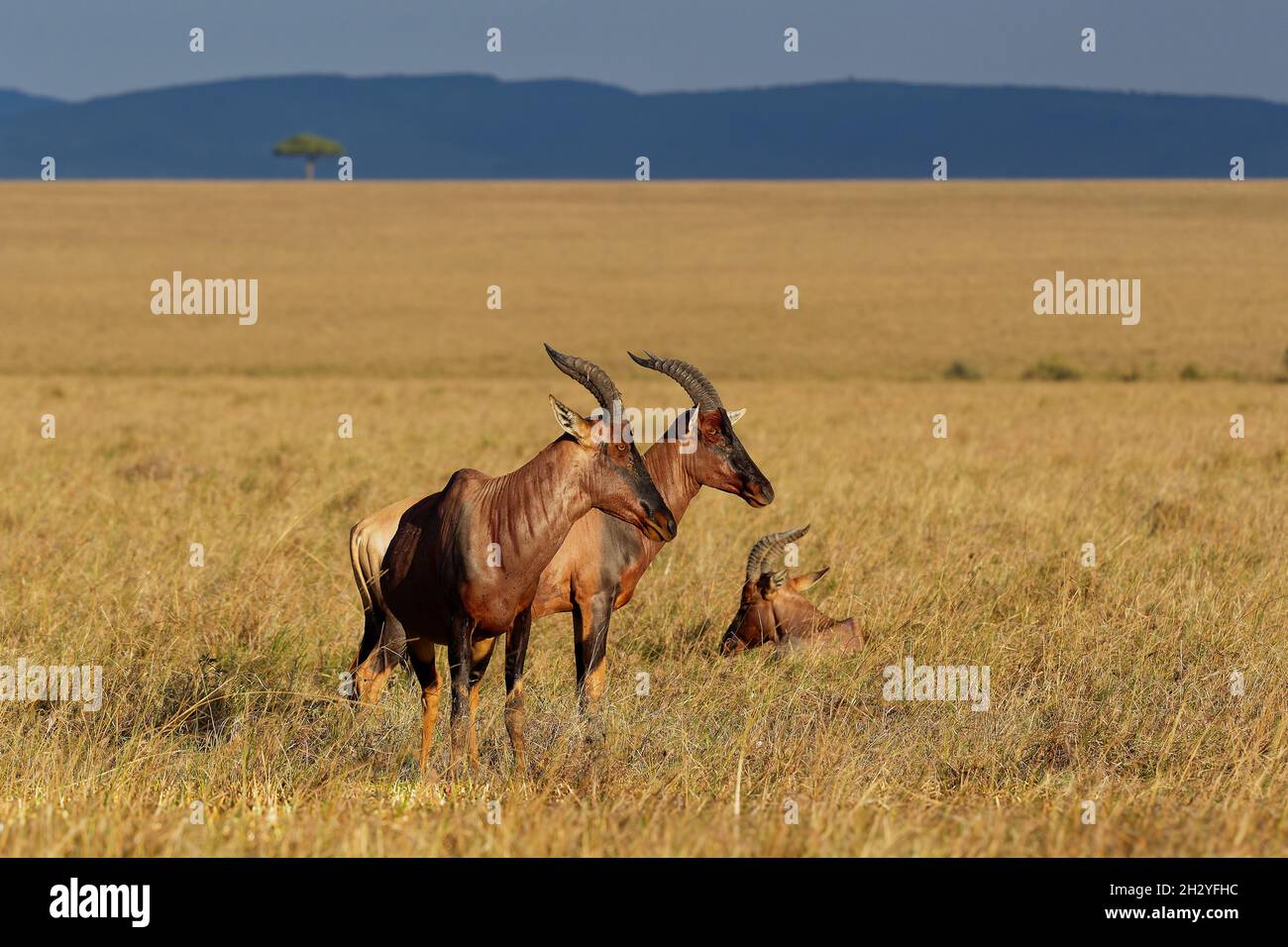 Coastal Topi - Damaliscus lunatus, eine hochsoziale Antilope, Unterart des gewöhnlichen Zessebes, kommt in Kenia vor, früher in Somalia, aus rötlichen Augenbrauen Stockfoto