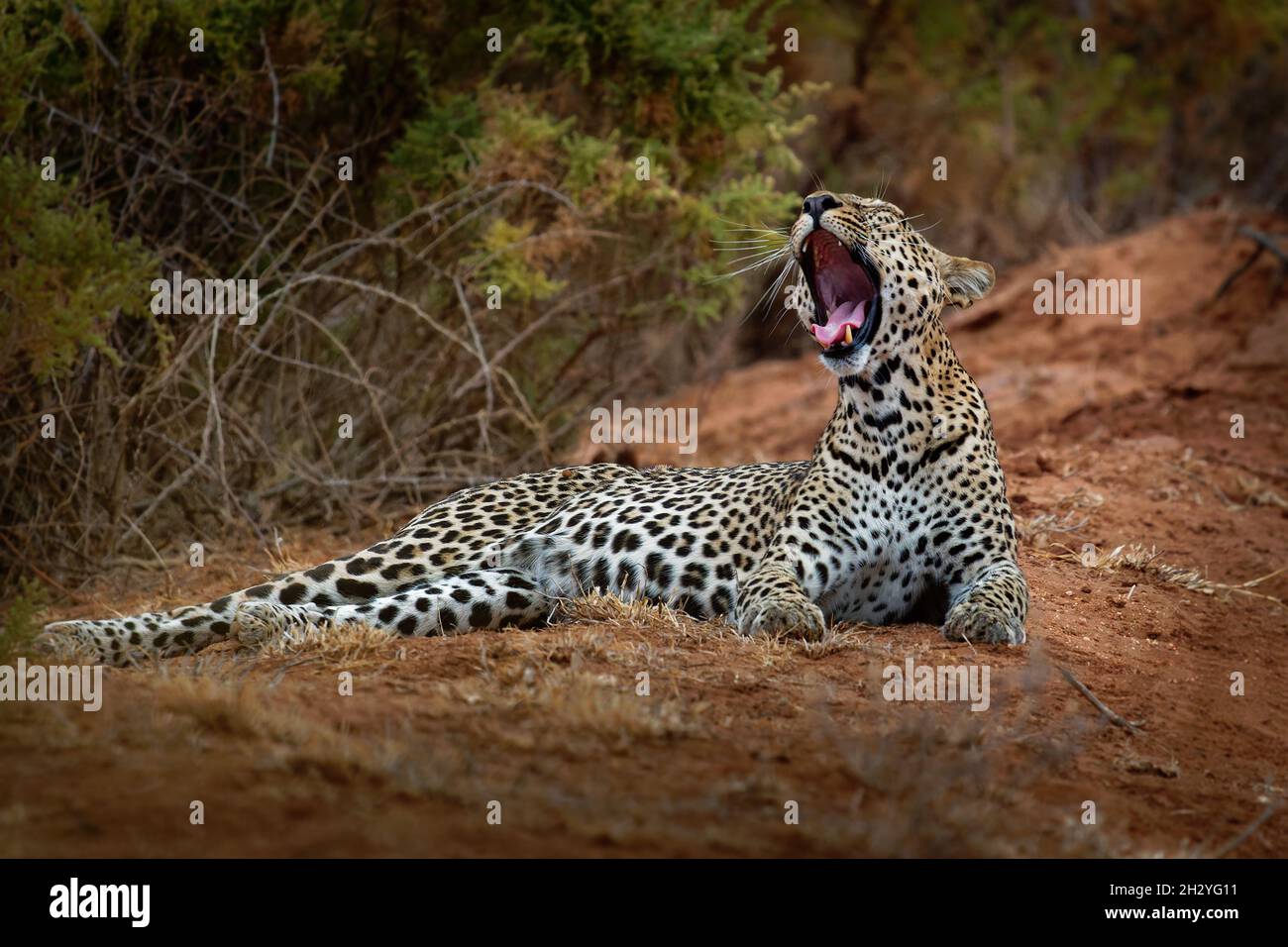 Leopard - Panthera pardus, große gefleckte gelbe Katze in Afrika, Gattung Panthera Katzenfamilie Felidae, Sonnenuntergang oder Sonnenaufgang Porträt im Busch neben dem dus Stockfoto