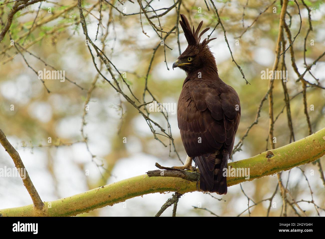 Langkappenadler - Lophaetus occipitalis Afrikanischer Greifvogel in der Familie Accipitridae, dunkelbrauner Vogel mit langem, zotteligen Kamm, der auf dem Ast sitzt, Stockfoto