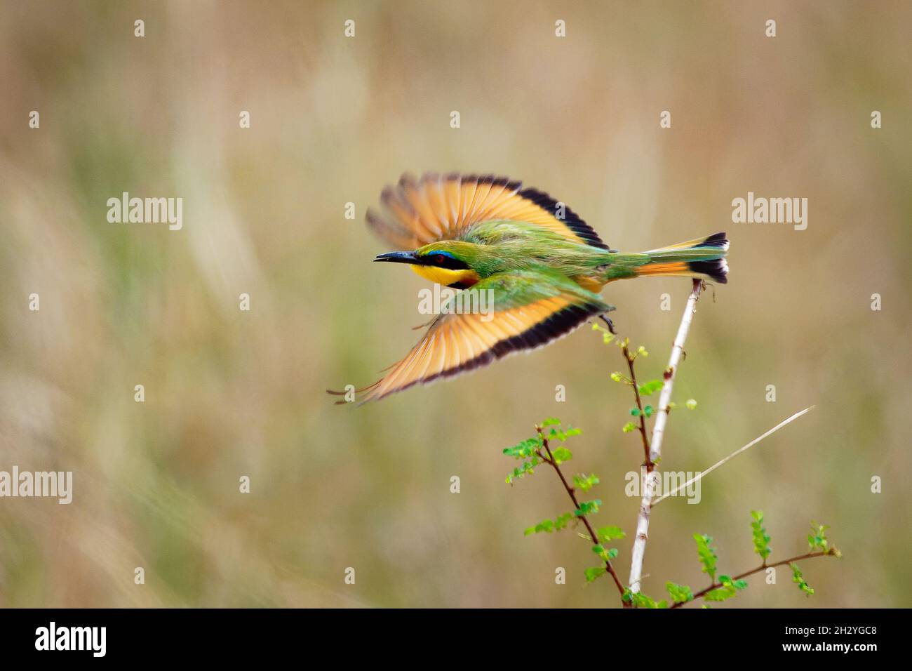 Kleiner Biene-Eater - Merops pusillus a near passerine grüne und gelbe Vogelart in der Familie der Bienen-Eater, Meropiden. Sie sind Einwohner in weiten Teilen von Su Stockfoto