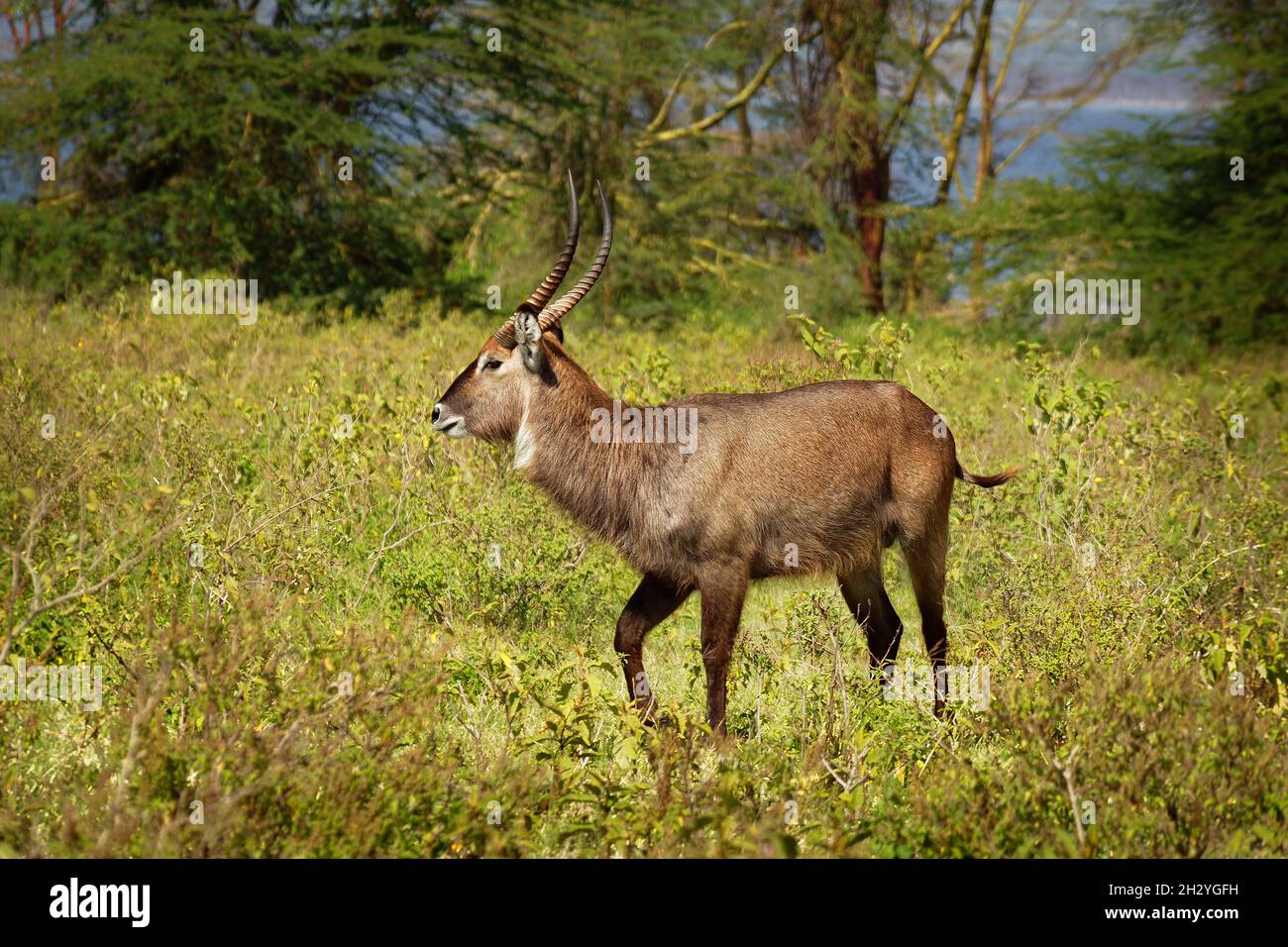 Defassa Waterbuck - Kobus ellipsiprymnus defassa große Antilope, die in Afrika südlich der Sahara vorkommt, Familie Bovidae, Unterart defassa im Nakuru nationa-See Stockfoto