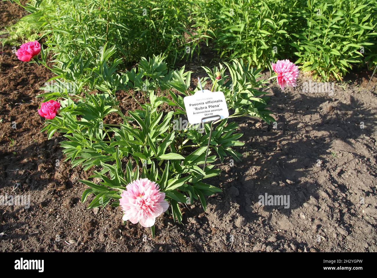 Paeonia officinalis Pflanze mit Kennzeichnungsetikett in latein und lettischer Lahguage im botanischen Garten der Lettischen Universität, Riga, Lettland. Stockfoto