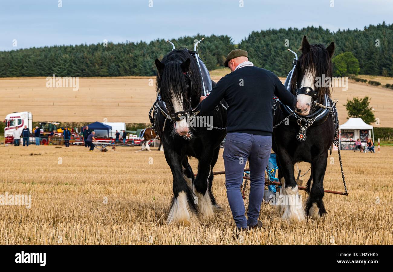 Schwere Pferde ziehen Handpflug bei 70. British Pflügen Championships, Mindrum Mill, Northumberland, England, Großbritannien Stockfoto