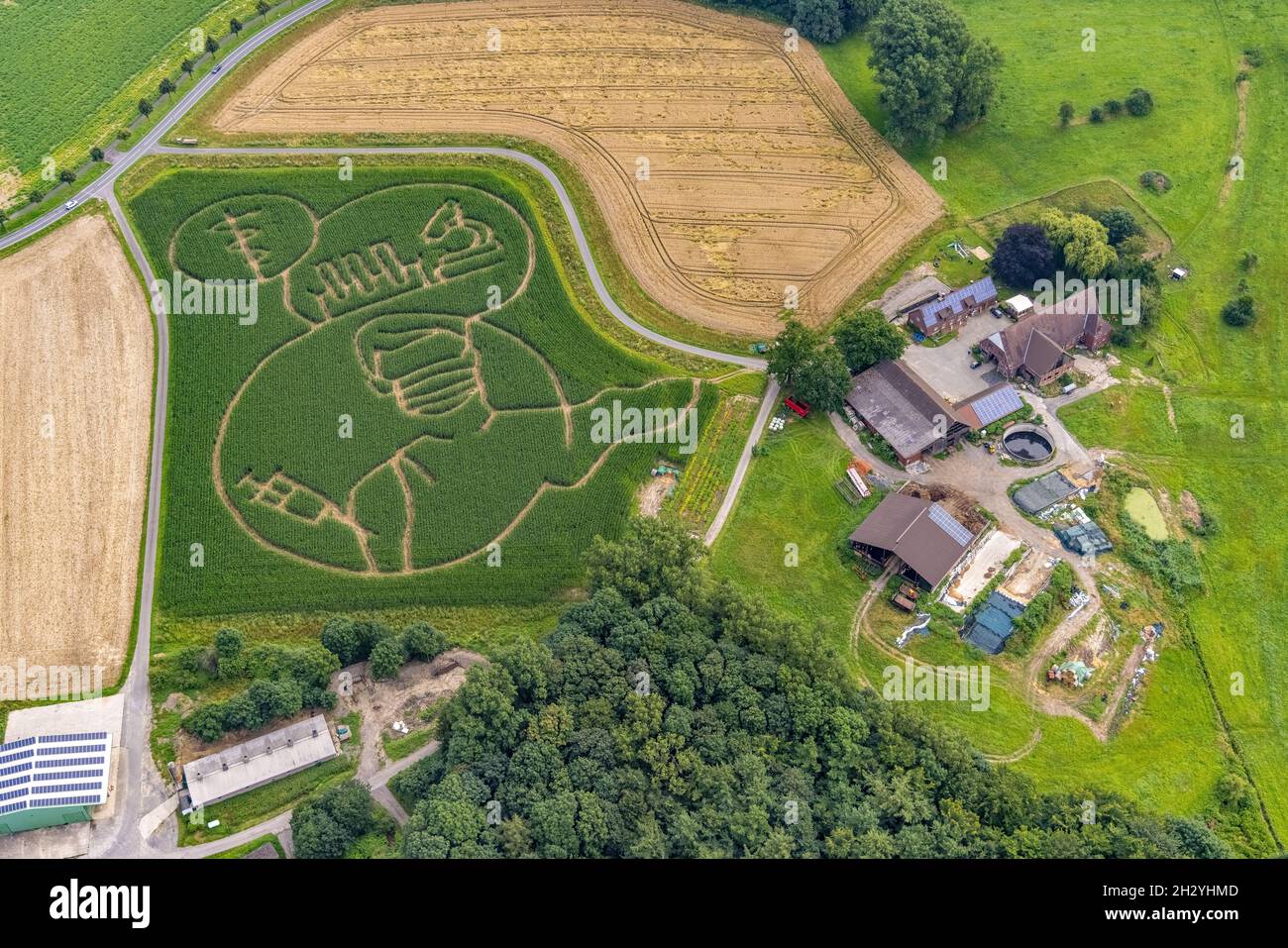 Benedikt Lünemann zaubert jedes Jahr ein Maislabyrinth auf seinem Feld. Meist sind die Motive gesellschaftskritisch oder politisch. Dieses Jahr ist es eine Person wi Stockfoto