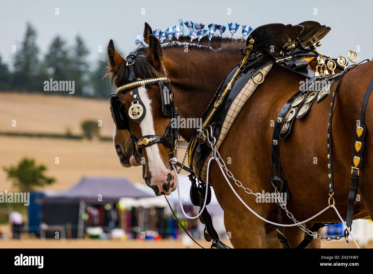 Schwere Pferde ziehen Handpflug bei 70. British Pflügen Championships, Mindrum Mill, Northumberland, England, Großbritannien Stockfoto