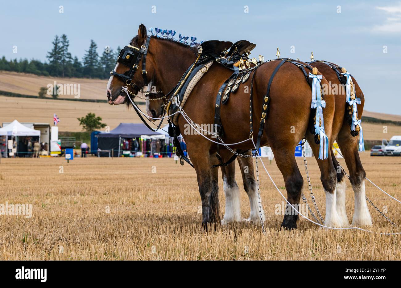 Schwere Pferde ziehen Handpflug bei 70. British Pflügen Championships, Mindrum Mill, Northumberland, England, Großbritannien Stockfoto