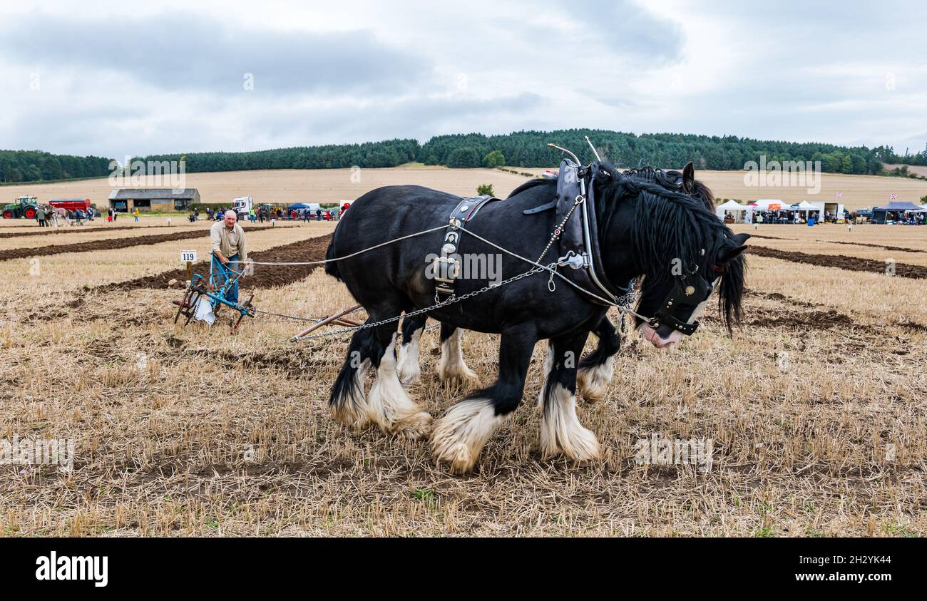 Clydesdale Schwerpferde ziehen Handpflug bei 70. British Pflügen Championships, Mindrum Mill, Northumberland, England, Großbritannien Stockfoto