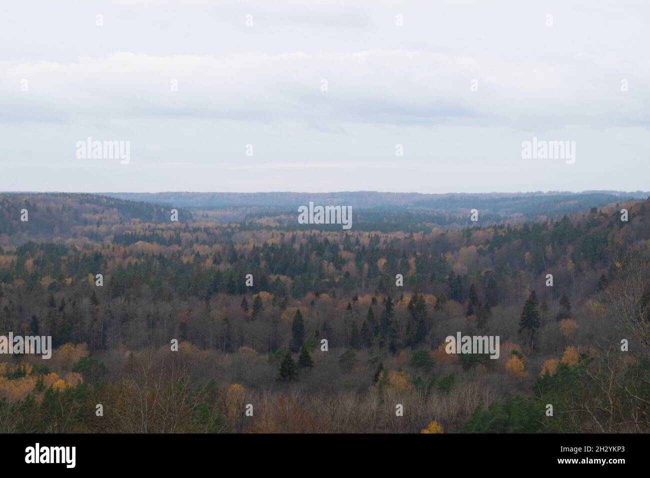 Blick auf das Waldtal von oben im Herbst wolkenloses Wetter Stockfoto