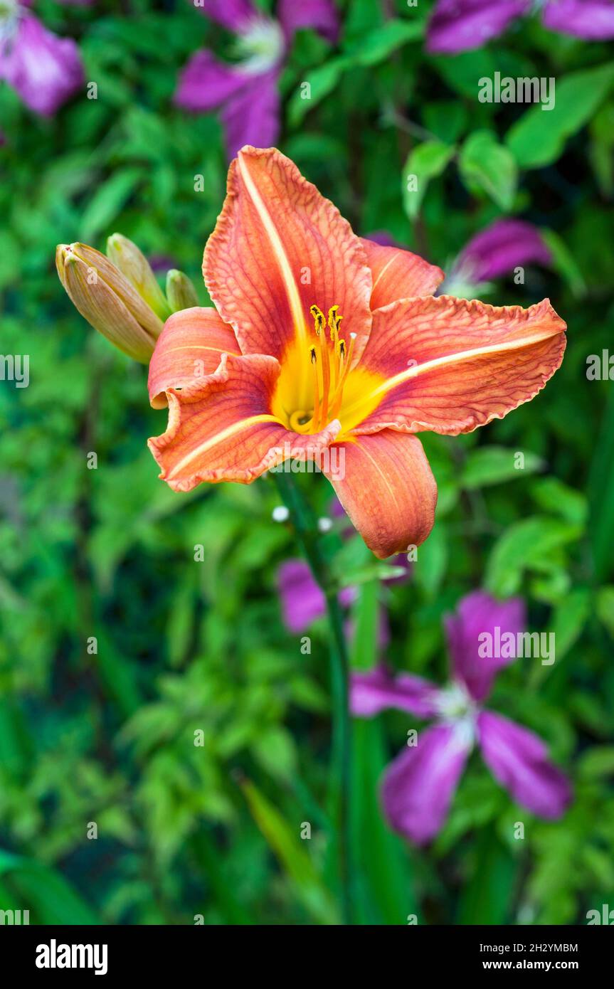 Nahaufnahme von Day Lily Hemerocallis fulva mit orange-braunen Blüten gegen grüne Blätter eine krautige Staude, die halb immergrün und voll winterhart ist Stockfoto