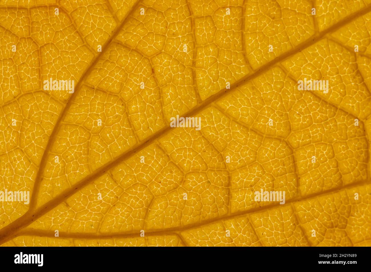 Textur von gelbem Herbstblatt. Makroaufnahme in Nahaufnahme Stockfoto