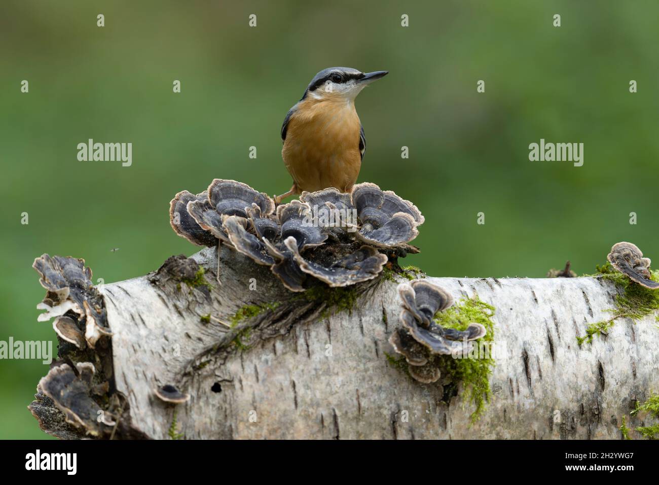 Nuthatch, Sitta europaea, Single Bird on Fungi, Warwickshire, Oktober 2021 Stockfoto